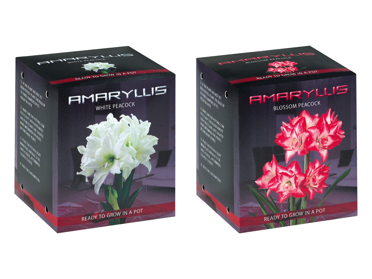 AMARYLLISLÖK