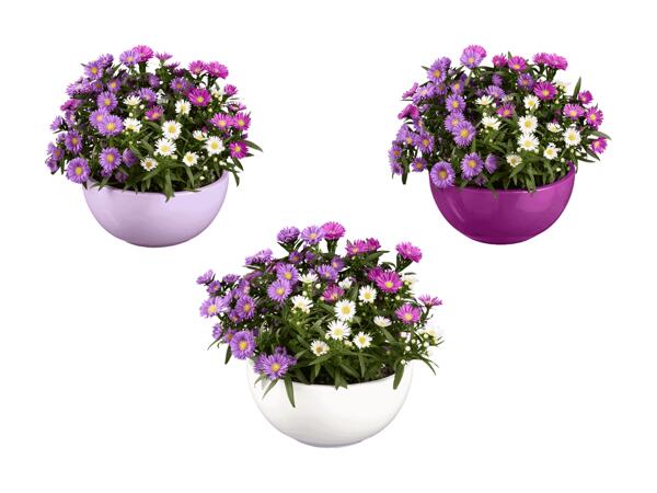 Trio d'aster dans une coupelle en céramique