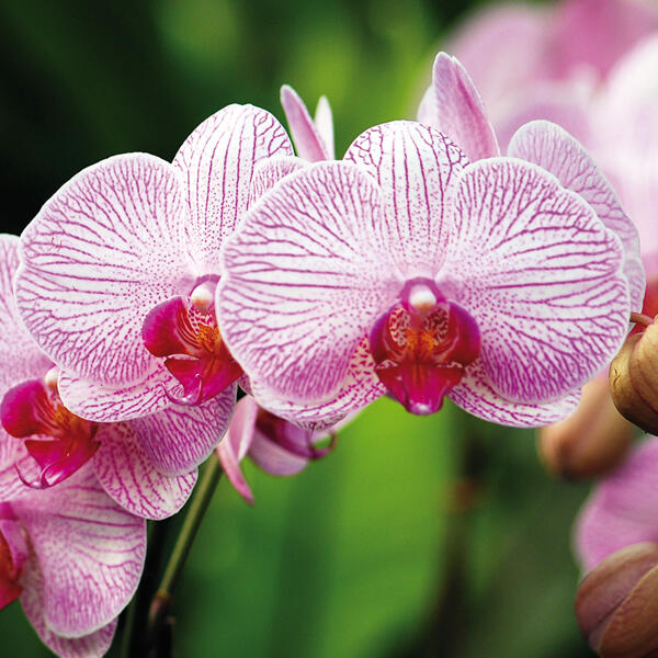 Phalaenopsis Orchidee