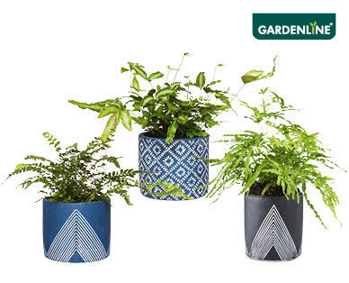 Ferns in Decorative Pots