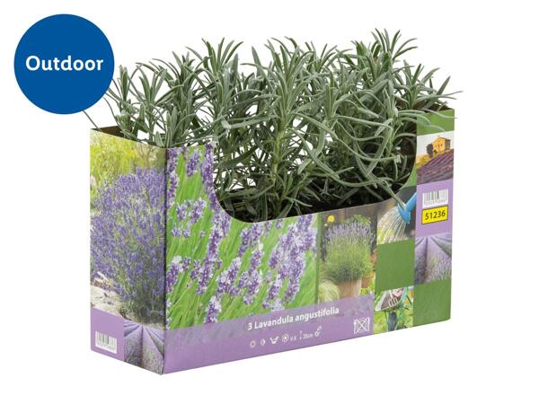 English Lavender