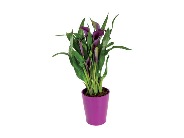 Calla i keramik