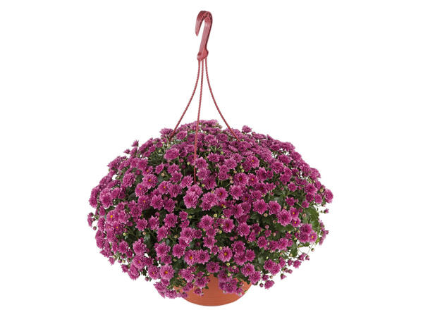 Chrysanthème dans un pot à suspendre