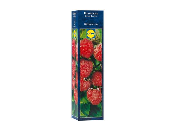 Berry Plants