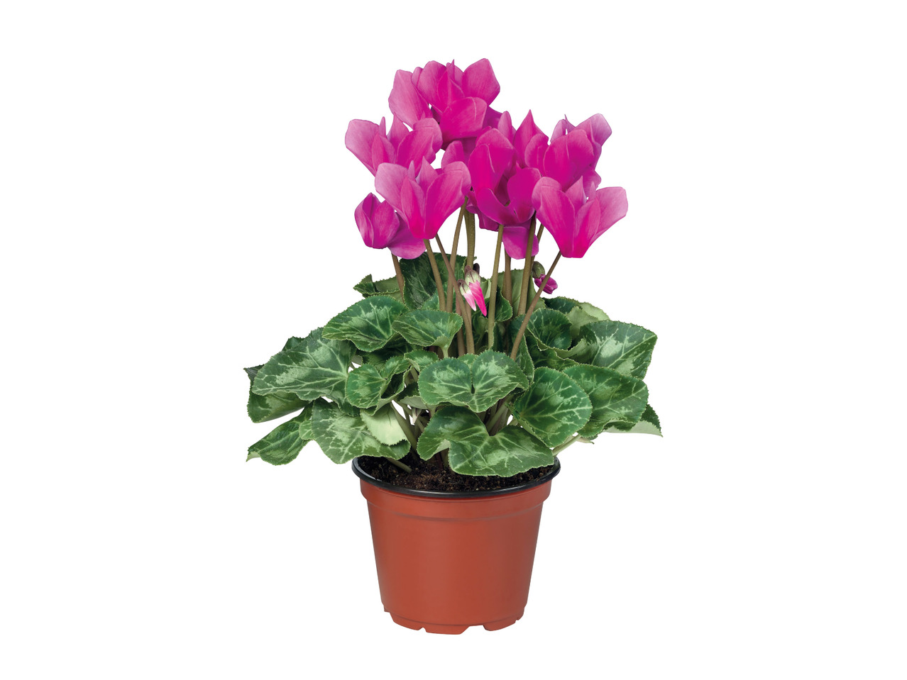 British Cyclamen1