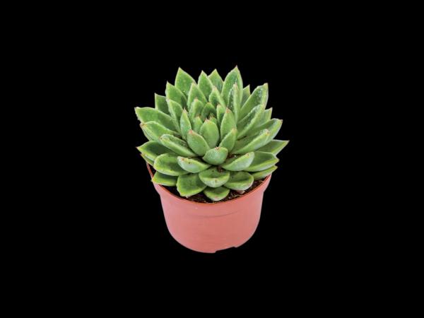 Succulents