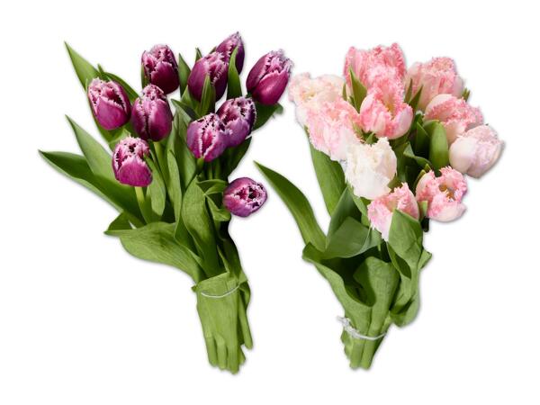 Tulpen gefranst