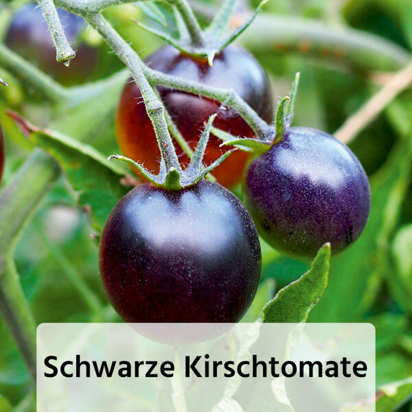 Fruchtgemüse / Tomaten