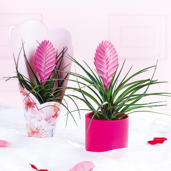Tillandsia Cyanea Anita
