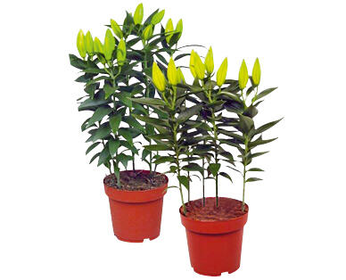 ORIENTALISCHE LILIEN