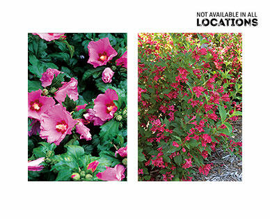 Gardenline Flowering Shrub Assorted Varieties