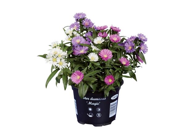 Aster Trio
