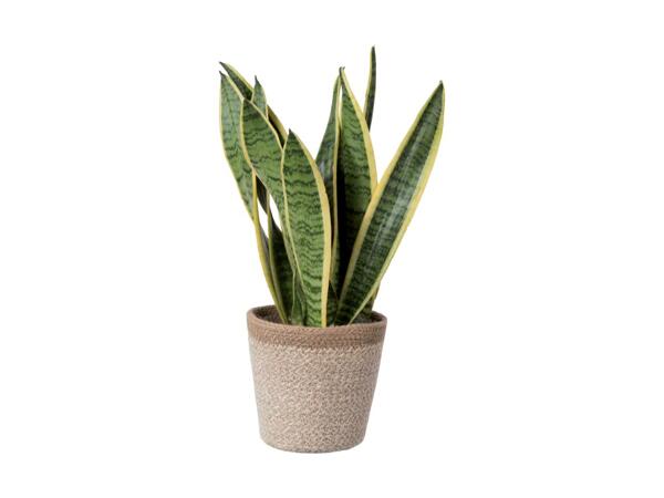 Small Plant in Woven Basket
