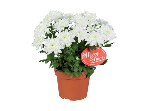 Chrysanthemum Elle Fleur