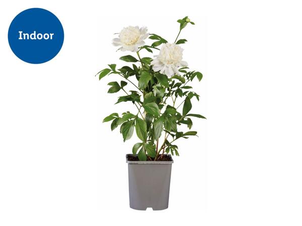 Peonies