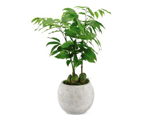 5" Exotic Plant Assorted Varieties
