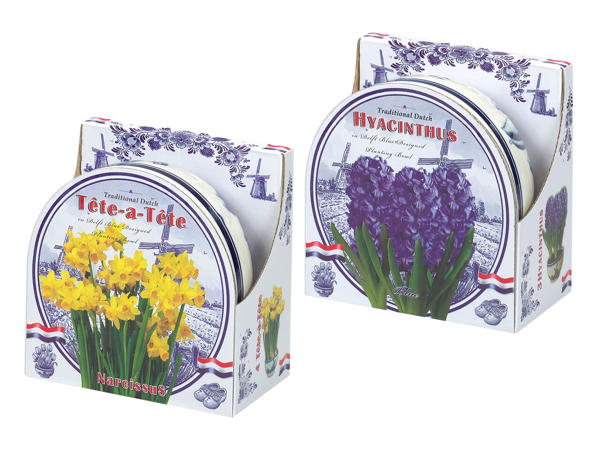 Blumenzwiebel in Keramikschale
