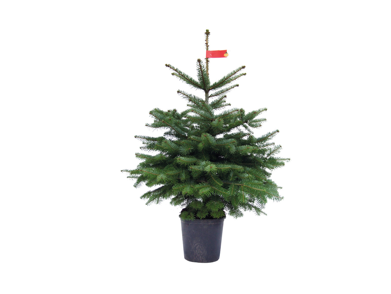 Juletræ i potte