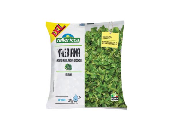 Lamb's Lettuce XXL