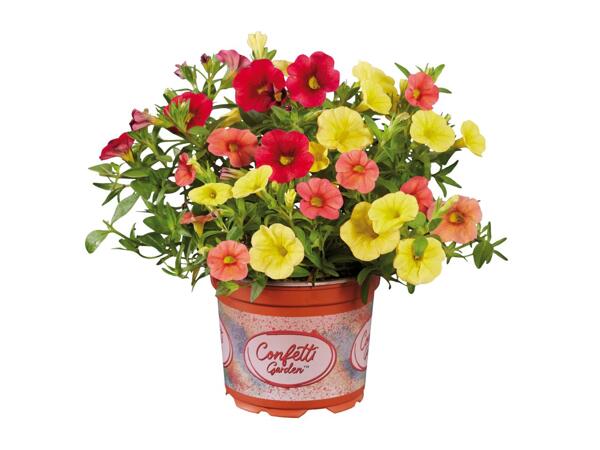 Confetti Garden Plants