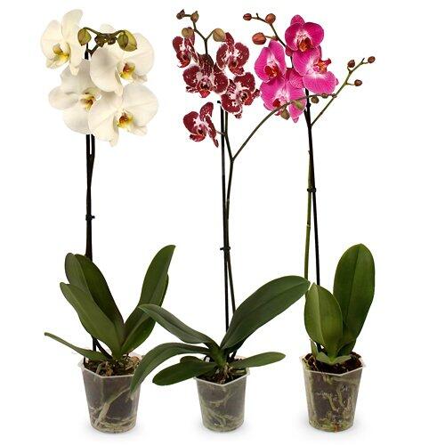 Orchidee
