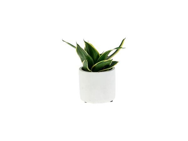 Green Plants "Easy Care"