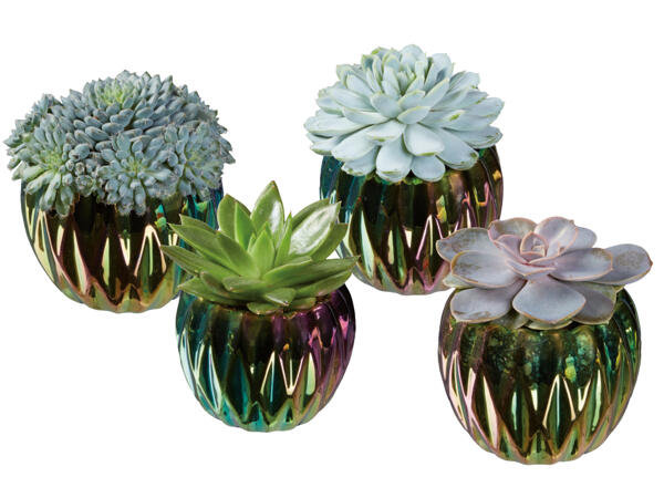 Echeveria im Keramik-Bowl