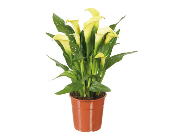 Assorted Calla Lilies
