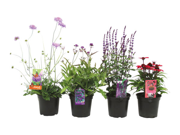 Bee-friendly Perennials