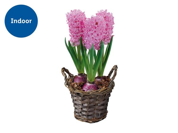 Hyacinth in Basket
