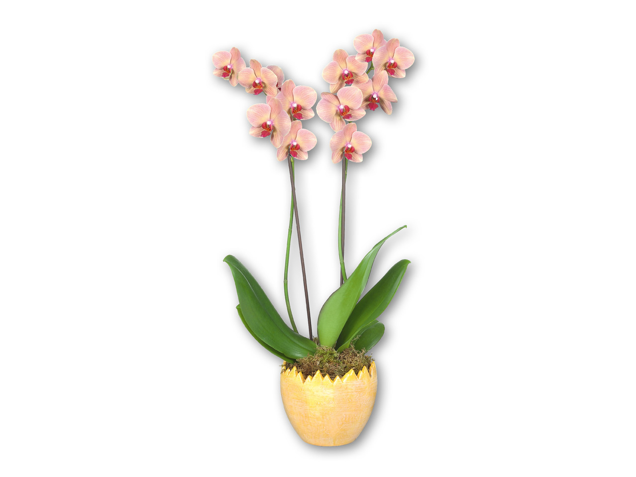 Orkidé 2-grenet i keramikæg