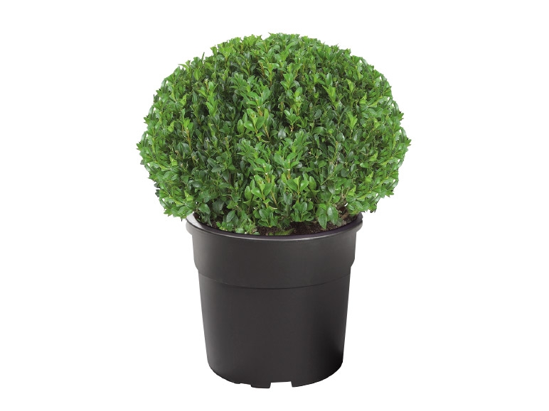 Box Topiary