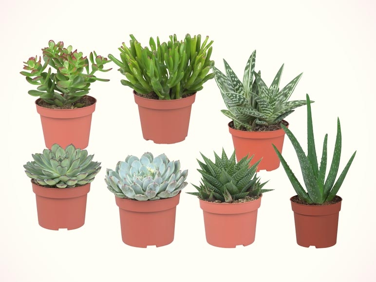 Plantes succulentes (dès le 11.1)