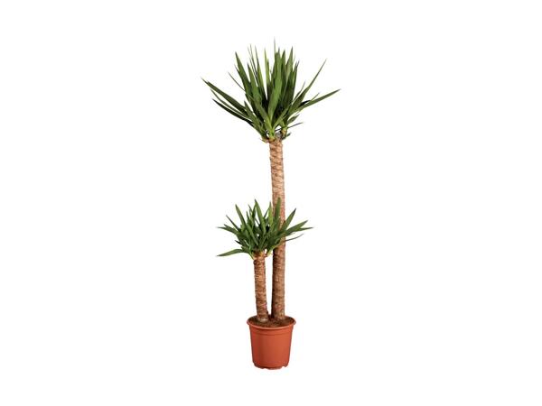 Large Houseplants