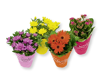 Mix di fiori estivi
