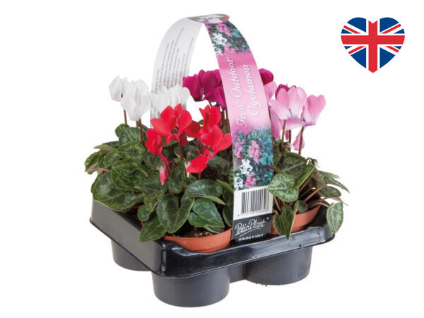 British Cyclamen