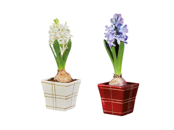 Hyacinths