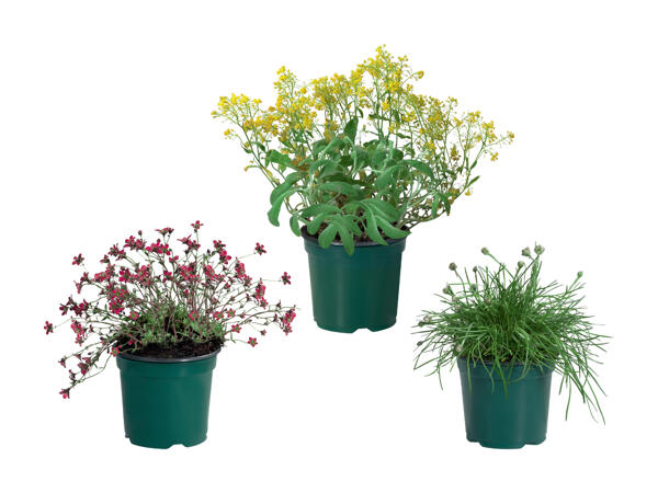 Plante vivace pour massif