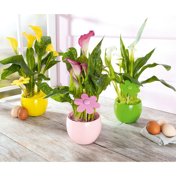 Calla