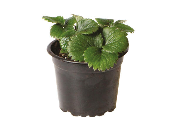 Danske jordbærplanter