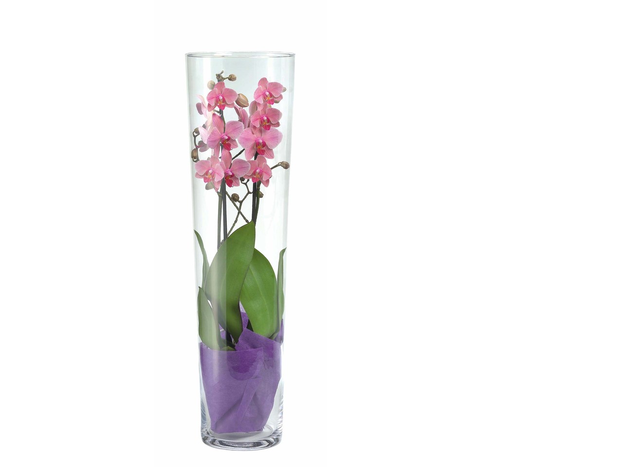 Orchidee Phalaenopsis in glas