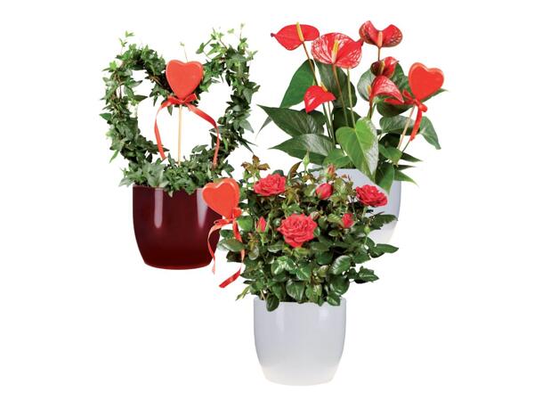 Anthurium, rose or ivy
