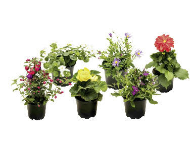 PLANTES DE BALCON/TERRASSE