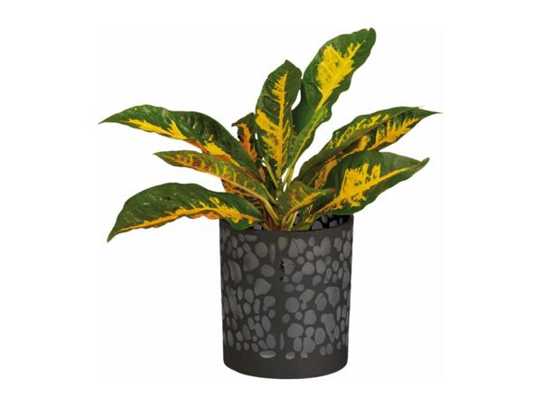 Green Plants in Glass Pot