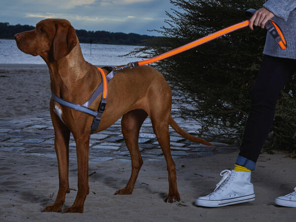 LED-Hundegeschirr/-leine