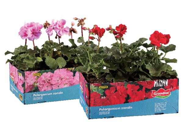 Pelargoner, stående/hängande