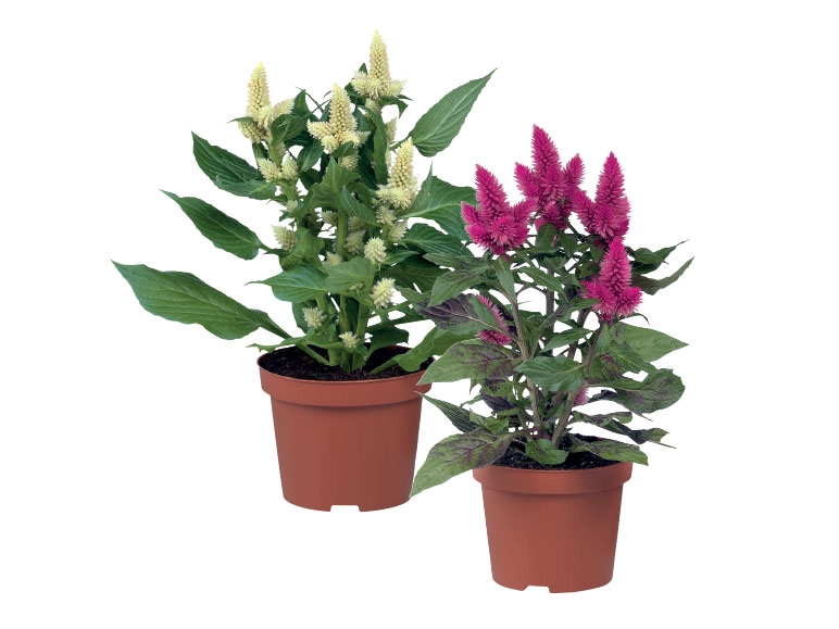 Celosia