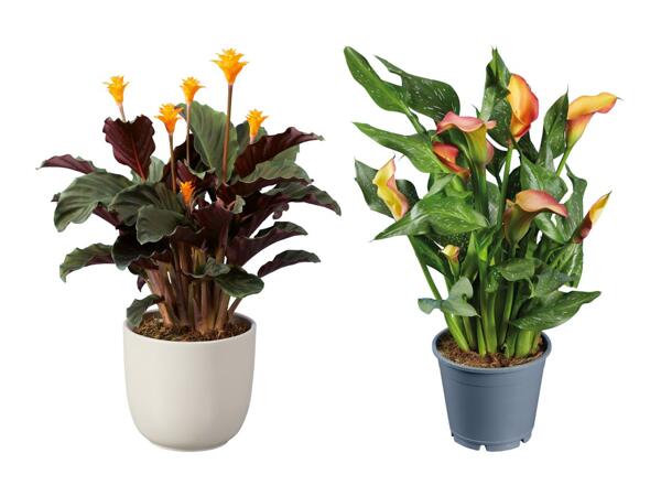 Plante verte "orange"