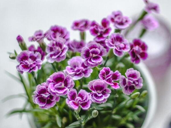 Dianthus Pink Kisses(R)