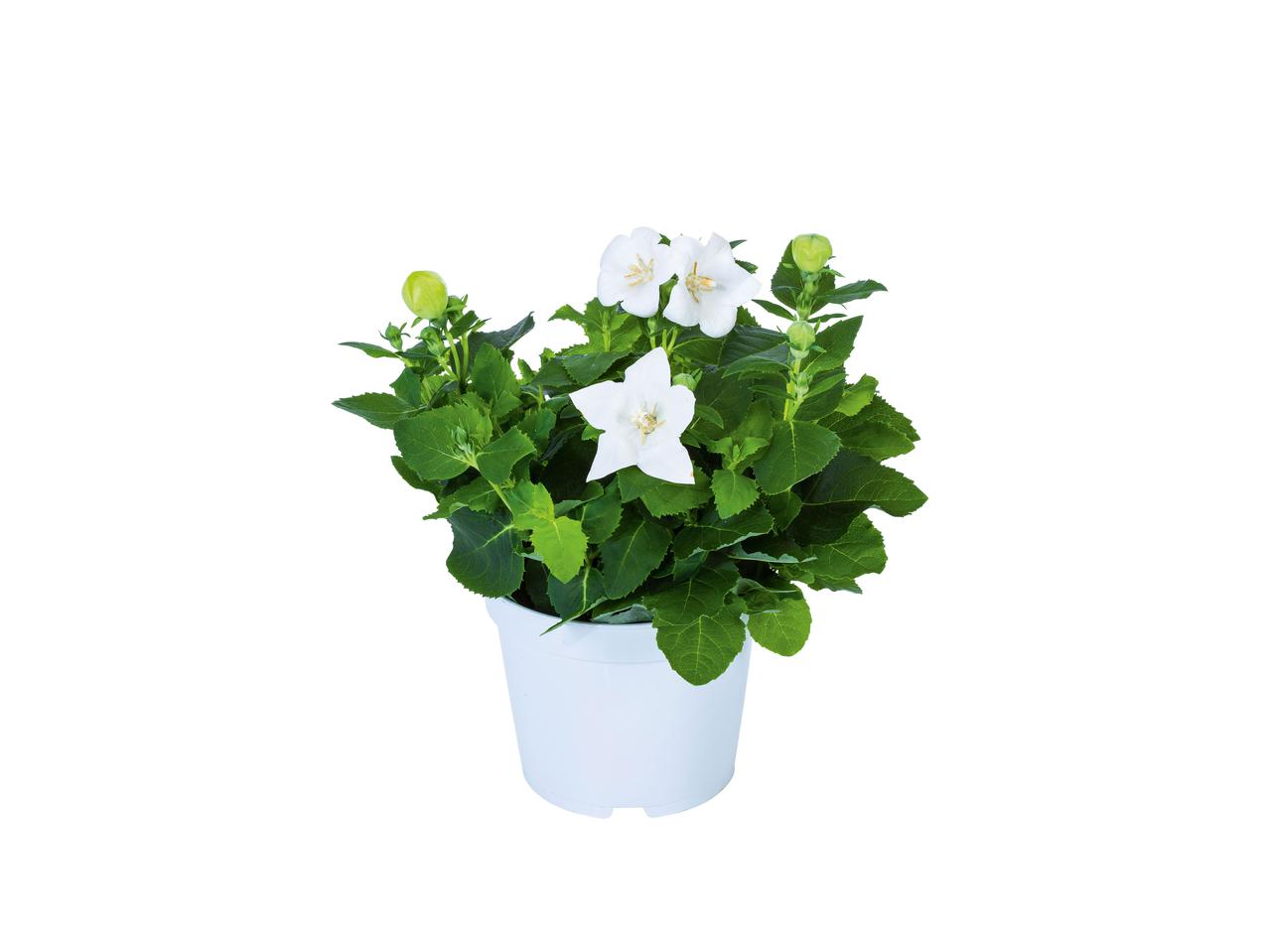 Platycodon